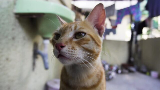 Indian billi breed also known as Indian common cat