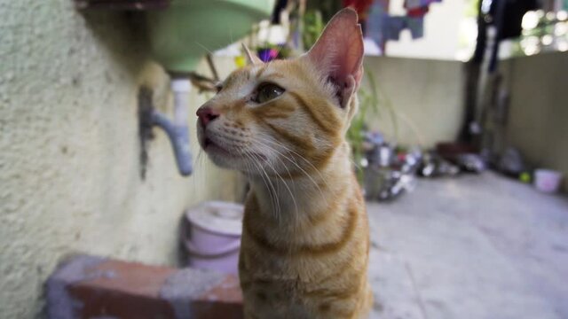 Indian billi breed also known as Indian common cat