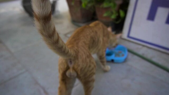 Indian billi breed also known as Indian common cat