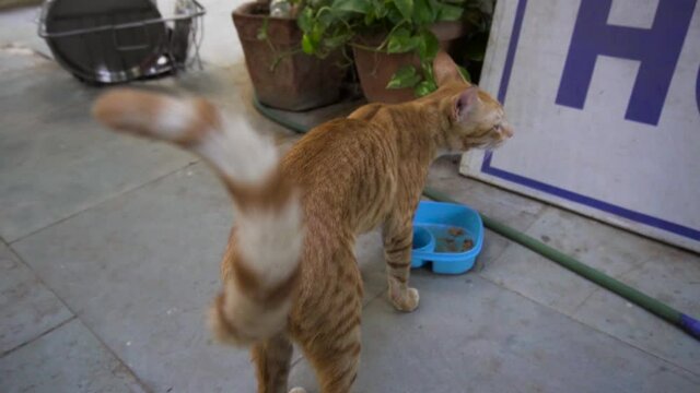 Indian billi breed also known as Indian common cat