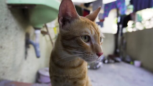 Indian billi breed also known as Indian common cat