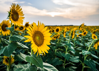 Sunflower in a field of sunflowers