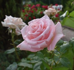 pink rose in garden