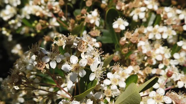 Decorative green flowering pyracantha bushes with beautiful white flowers and buds.