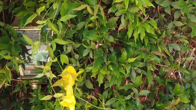 Tilt down from sun lite cat's claw yellow blossoms to coach light buried in the thick mat of vines.