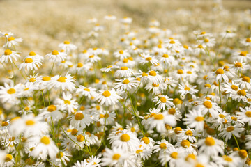 the average plan of a chamomile field in hot summer