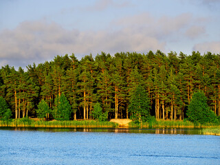 Pine forest on the lake, view from the water.