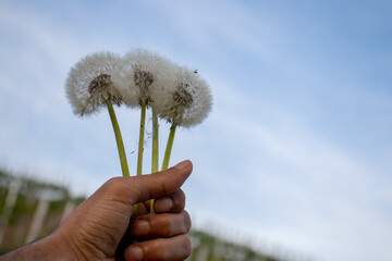 Dandelion flower in the hand or a mature dandelion flower  in the spring season in Germany.