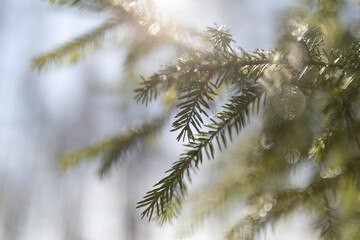 spruce branch in the sun