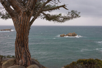 Tree that is on the seashore and rocks in the background