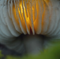 abstract mushroom background macro 