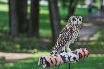 Handmade owl on a leash in a city park for joint photos. Protecting animals and nature from abuse.
