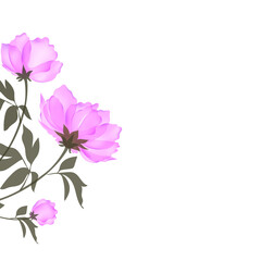 Vector background with a blooming pink peony.Floral Botanical watercolor illustration isolated on white background.