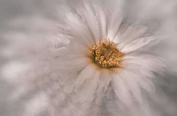 misty flower background abstract