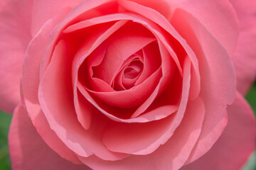 Large drops of dew on pink rose petals close-up. Texture. Close-up.