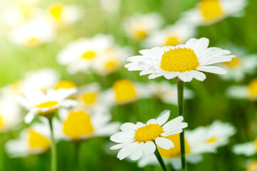 Wild flower. Little chamomile or daisy flowers in sunny sunmmer day on a meadow.