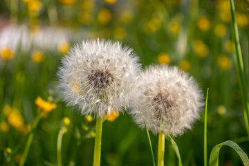 Two wild dandelions blossom beside each other in the spring.