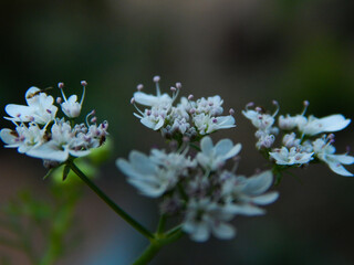 white lilac flowers