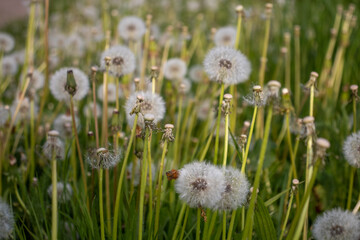 Dandelion flower field in Germany
