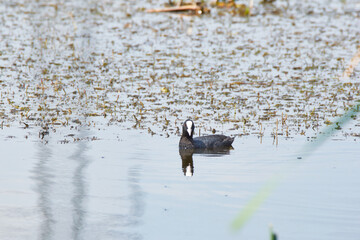 Black bird with white beak on the lake Eurasian coot (Fulica atra)