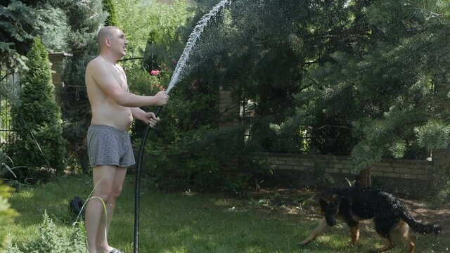 Funny dog is playing with water from a hose. A bald man in shorts pours water from a garden with a hose