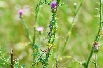 Aeshna affinis The Dragonflies of Europe copulating