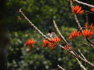 Red Indian Bulbul