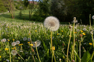 Obraz premium a mature Dandelion flower in the spring season in Germany