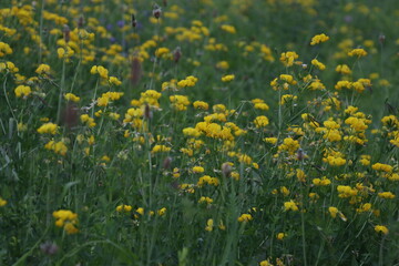 Green landscape close to Bilbao