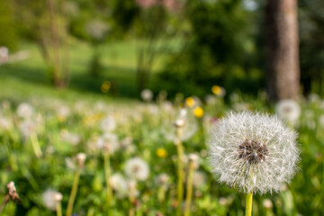 Dandelion flower field in Germany