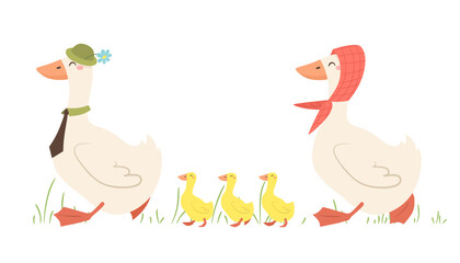Dad and mom geese with goslings. A family of geese walks. Vector illustration in cartoon flat style.