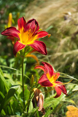 Daylilies spider in mixborders on the flowerbed in the garden. Gardening.