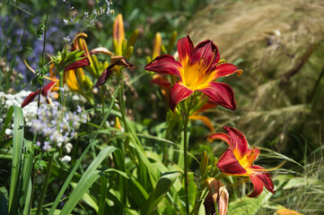 Daylilies spider in mixborders on the flowerbed in the garden. Gardening.