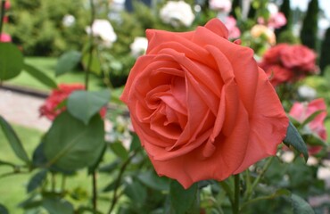 red roses in garden