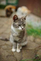 Ash tricolor kitty sitting on the stone floor in summer garden