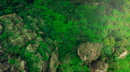 Top view green forest, rocks and forest view texture from above.