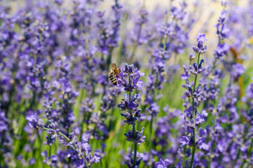 Detailed lavender flowers and bees