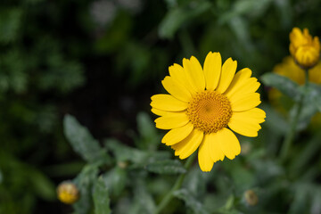 Yellow garden flower