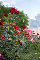 red rose flower bush at city park or backyard. flowers at evening time. vertical orientation.