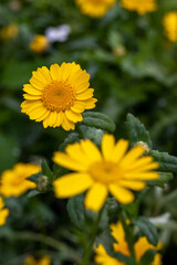 Yellow garden flower
