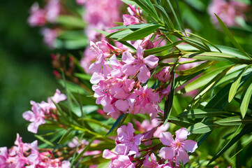 Pink Oleander Flower: closeup shot of pink flowers on oleander shrub.