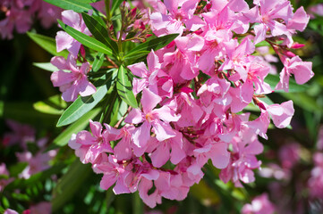 Pink Oleander Flower: closeup shot of pink flowers on oleander shrub.