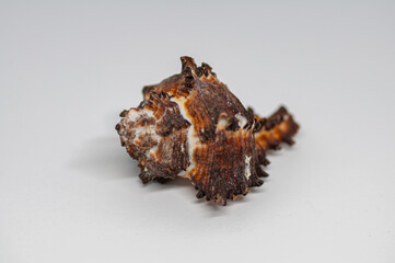 Murex Seashells isolated on white background. Sea life, vacation and souvenir concept.