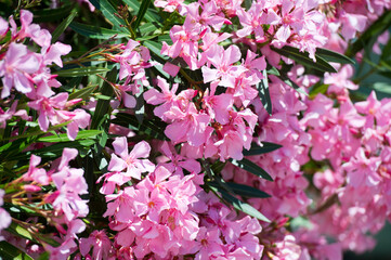 Pink Oleander Flower: closeup shot of pink flowers on oleander shrub.