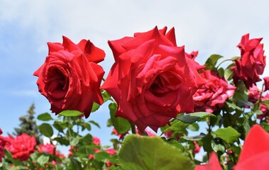 red roses in the garden
