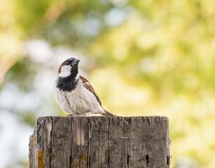 house sparrow sitting on a wooden post