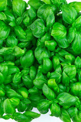 Bright green leaves of fresh basil. Background. Top view. Vertical