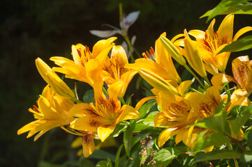Fototapeta na wymiar Lilies in mixborders on the flowerbed in the garden. Gardening. Lily flowers