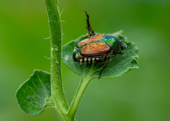 orange and green beetle on a tomato leaf