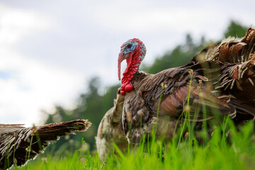 Portrait of a turkey on a green meadow